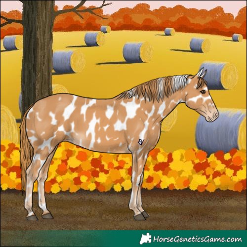 Horse Color:Chestnut Appaloosa