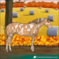 Horse Color:Chestnut Leopard 