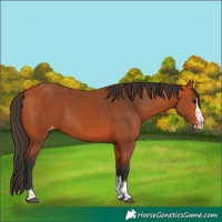 Horse Color:Bay Splash Tobiano Skewed Appaloosa Rabicano 