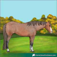 Horse Color:Bay Splash Tobiano Skewed LP Spotted Rabicano 