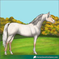 Horse Color:Silver Amber Champagne Roan Dun Splash Tobiano Skewed Appaloosa 