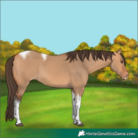 Horse Color:Bay Dun Tobiano Frame Skewed Appaloosa Rabicano 