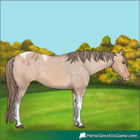 Horse Color:Bay Dun Tobiano Frame Skewed Appaloosa Rabicano 