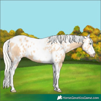 Horse Color:Silver Amber Champagne Dun Splash Tobiano Frame Skewed Appaloosa 