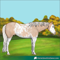 Horse Color:Silver Bay Roan Dun Splash Skewed Appaloosa Rabicano