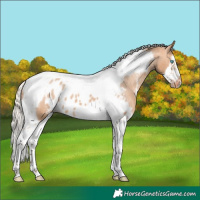 Horse Color:Silver Bay Dun Splash Tobiano Frame Skewed Appaloosa 