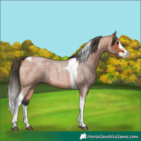 Horse Color:Bay Roan Splash Tobiano Skewed Appaloosa 