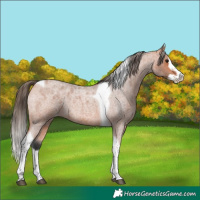 Horse Color:Bay Roan Splash Tobiano Skewed Appaloosa