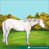 Horse Color:Silver Amber Champagne Dun Splash Tobiano Frame Skewed Appaloosa 