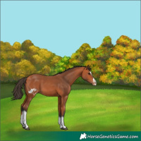 Horse Color:Bay Splash Tobiano Skewed Appaloosa