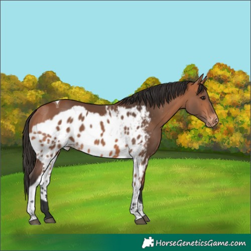 Horse Color:Bay Tobiano Skewed Appaloosa 