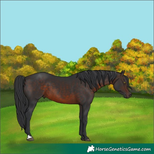 Horse Color:Brown 