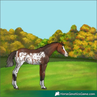 Horse Color:Bay Splash Skewed Appaloosa 