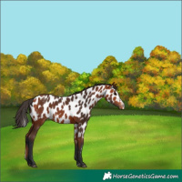 Horse Color:Bay Splash Skewed Appaloosa 