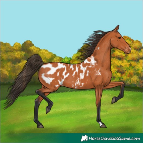 Horse Color:Bay Blanket