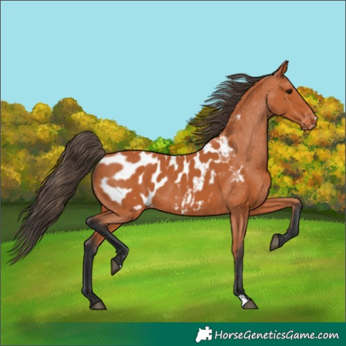 Horse Color:Bay Appaloosa 