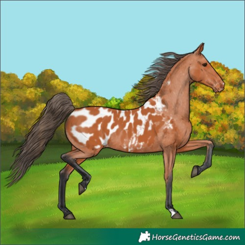 Horse Color:Bay Appaloosa