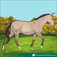 Horse Color:Amber Champagne Dun