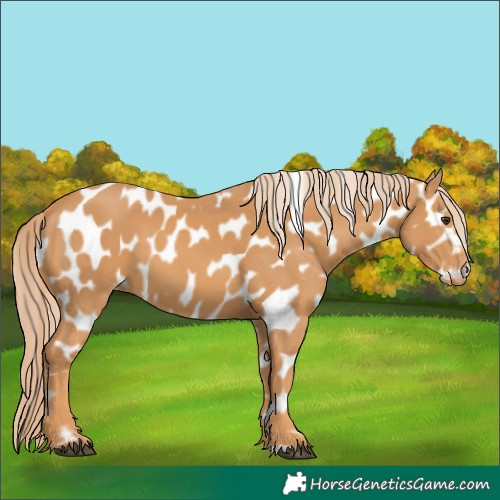 Horse Color:Chestnut Appaloosa 