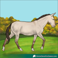 Horse Color:Amber Champagne Dun