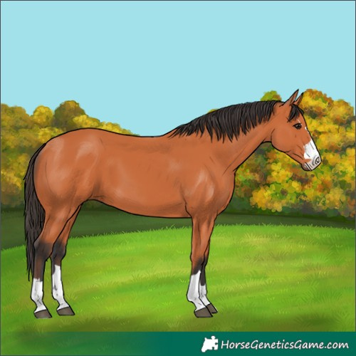 Horse Color:Bay 