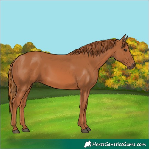Horse Color:Chestnut 