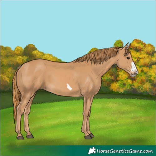Horse Color:Chestnut Frame 