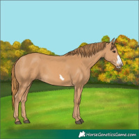 Horse Color:Chestnut Frame