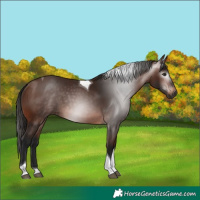 Horse Color:Gray Bay Tobiano Rabicano