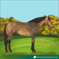 Horse Color:Buckskin 
