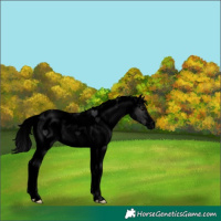 Horse Color:Void White Spotted Black 