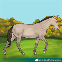 Horse Color:Amber Champagne Dun