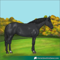Horse Color:Black 