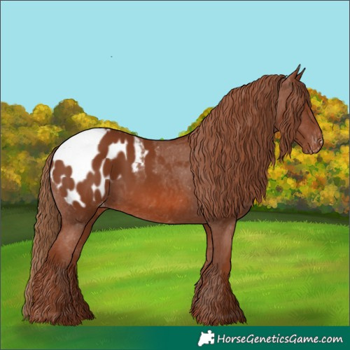 Horse Color:Chestnut Appaloosa