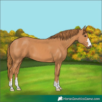 Horse Color:Chestnut 