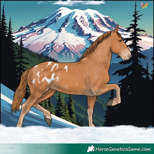 Horse Color:Chestnut Blanket 