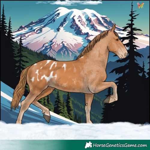 Horse Color:Chestnut Appaloosa 