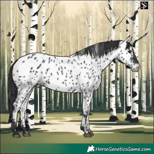 Horse Color:Black Appaloosa