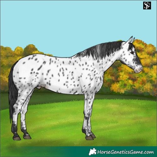 Horse Color:Black Appaloosa 