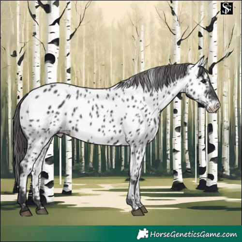 Horse Color:Black Appaloosa 