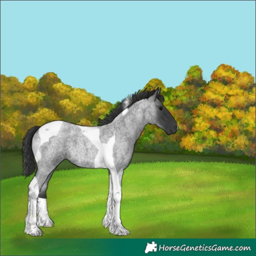 Horse Color:Blue Roan Tobiano