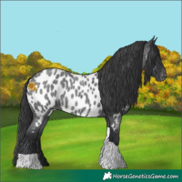 Horse Color:Blue Roan Tobiano Appaloosa