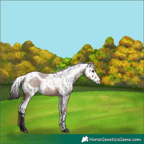 Horse Color:Bay Roan Skewed Appaloosa 