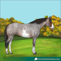 Horse Color:White Spotted Brown Roan Splash Frame 