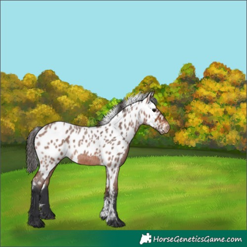 Horse Color:Bay Roan Skewed Appaloosa 