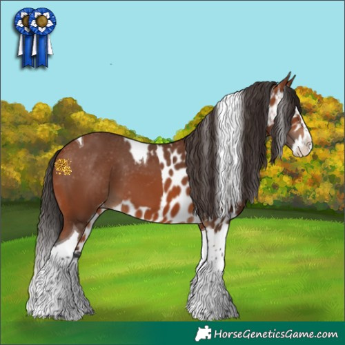 Horse Color:Bay Splash Tobiano Skewed Appaloosa 