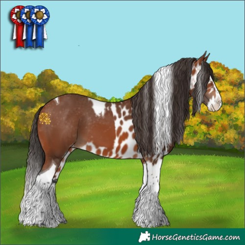 Horse Color:Bay Splash Tobiano Skewed Appaloosa 
