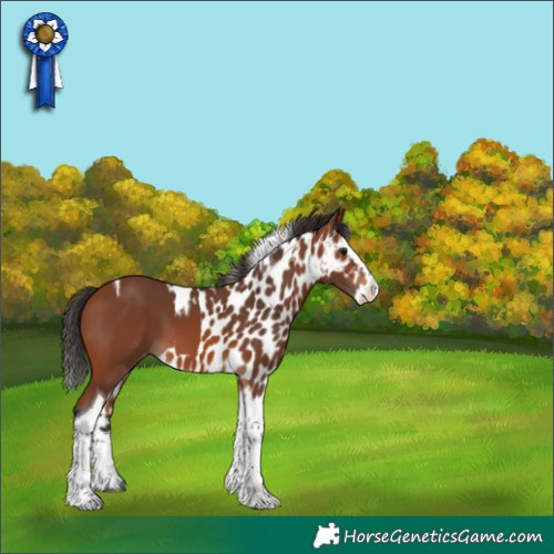 Horse Color:Bay Splash Tobiano Skewed Appaloosa 