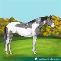 Horse Color:Brown Mushroom Sabino Tobiano Frame 
