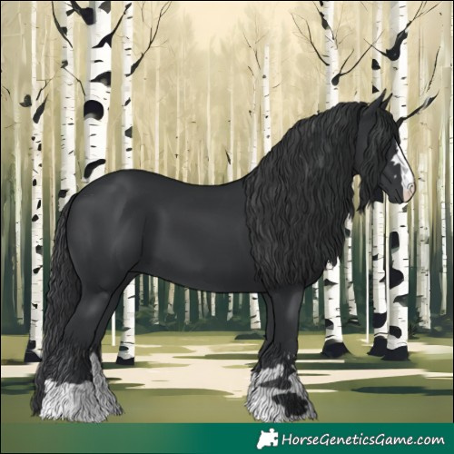 Horse Color:Black